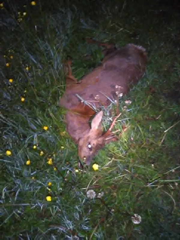 IMG_20170508_030641[1]