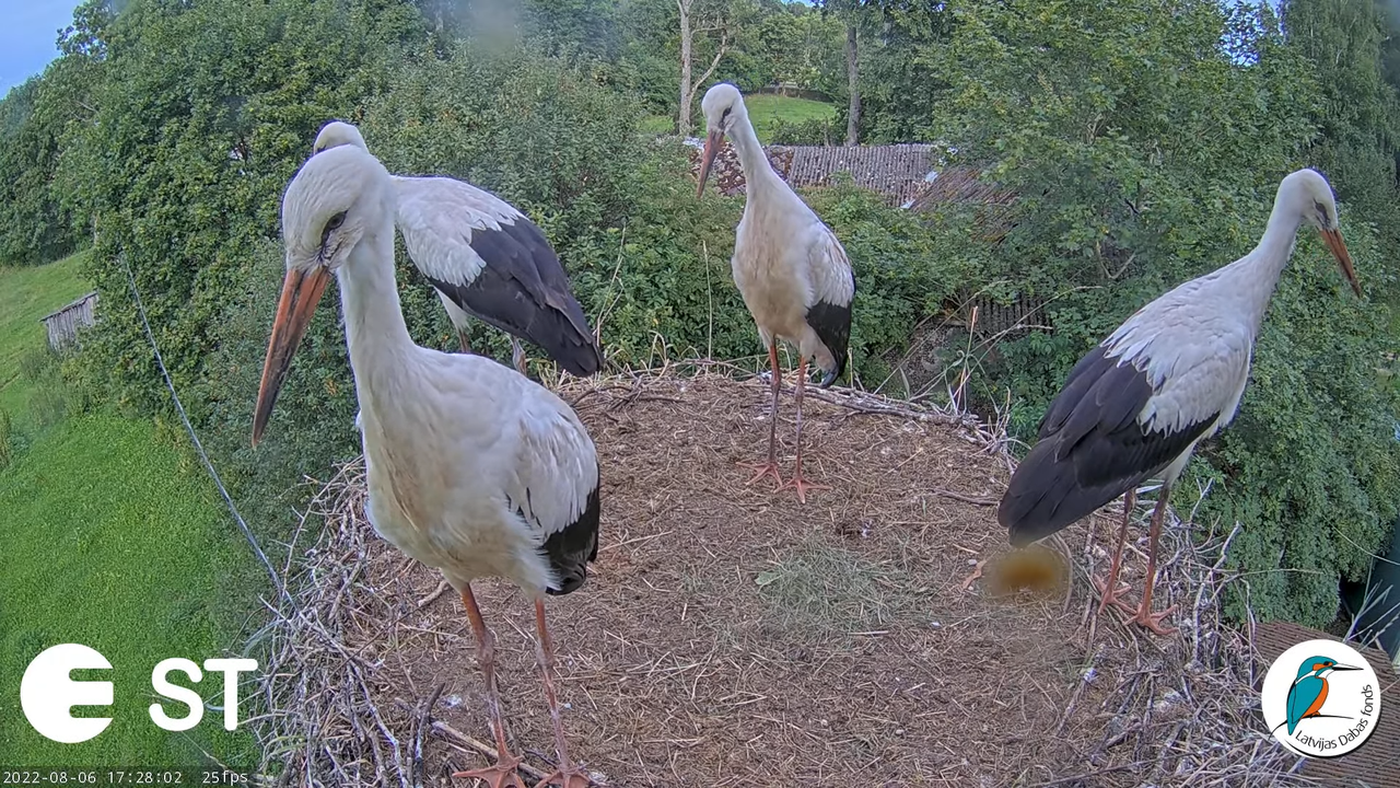 Baltie stārķi (Ciconia ciconia) Tukuma novadā - LDF tiešraide __ White storks in Tukums, Latvia 13-2