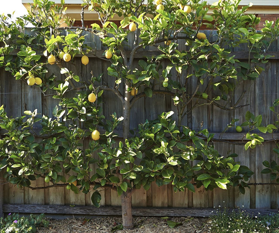 lemon espalier