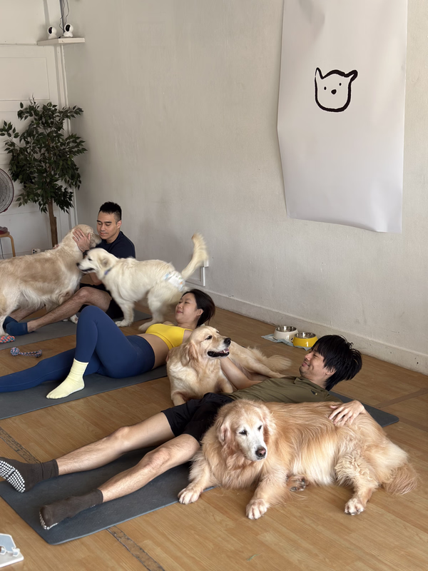 Golden retrievers at Paws and Flo puppy yoga Singapore