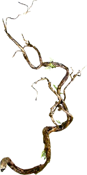e50