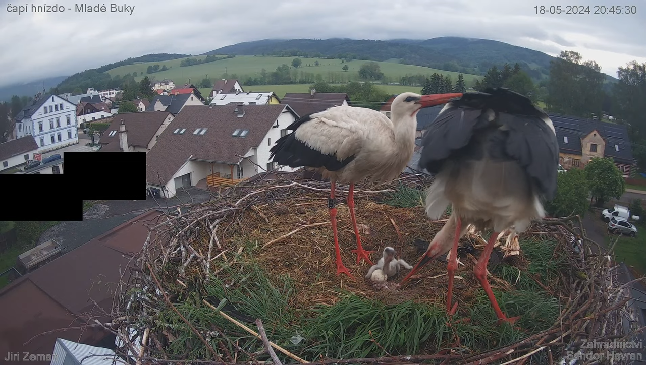 Živá kamera - Mladé Buky - čapí hnízdo 10-49-48 screenshot