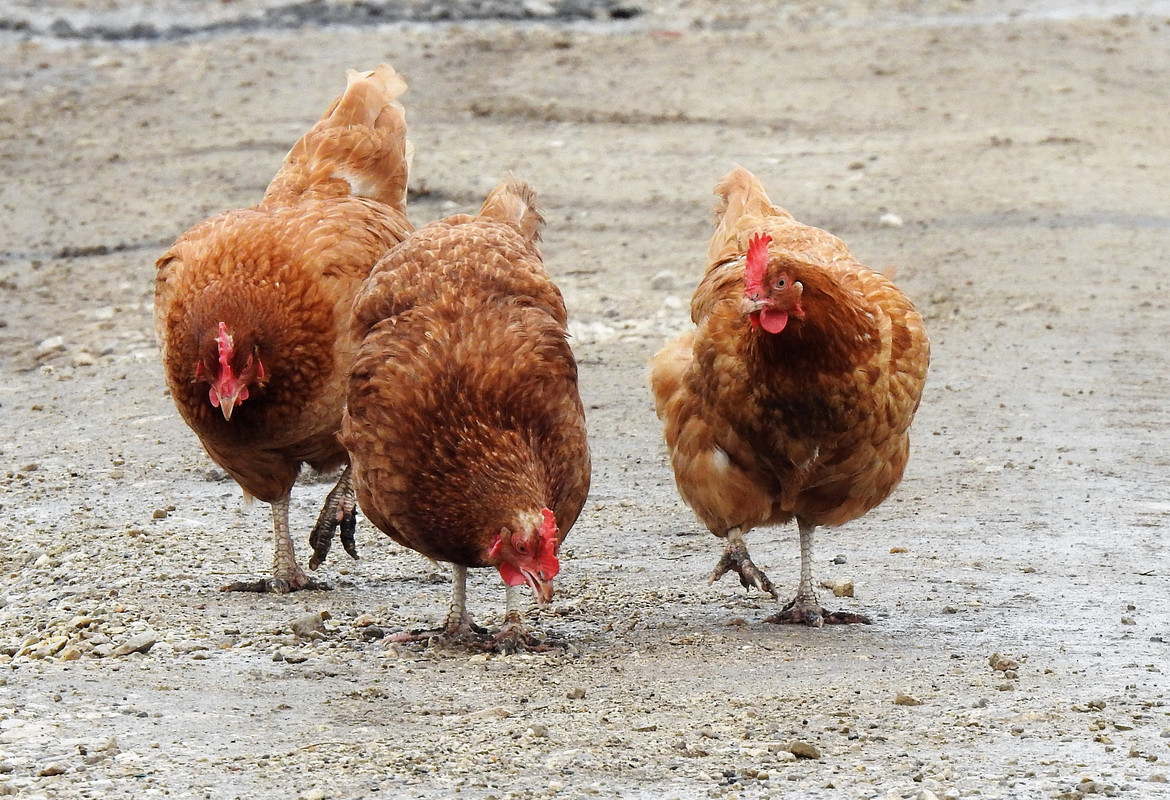 3 красивые курицы. курица падуан. три курочки. три куру. три куру.