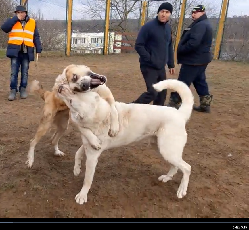 2019.12.29 Victoty 3Т Одесса БАЛУ х БЕЛ 5