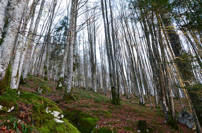 SELVA DE IRATI-14-11-2015-NAVARRA - Paseando por España-1991/2024 (30)