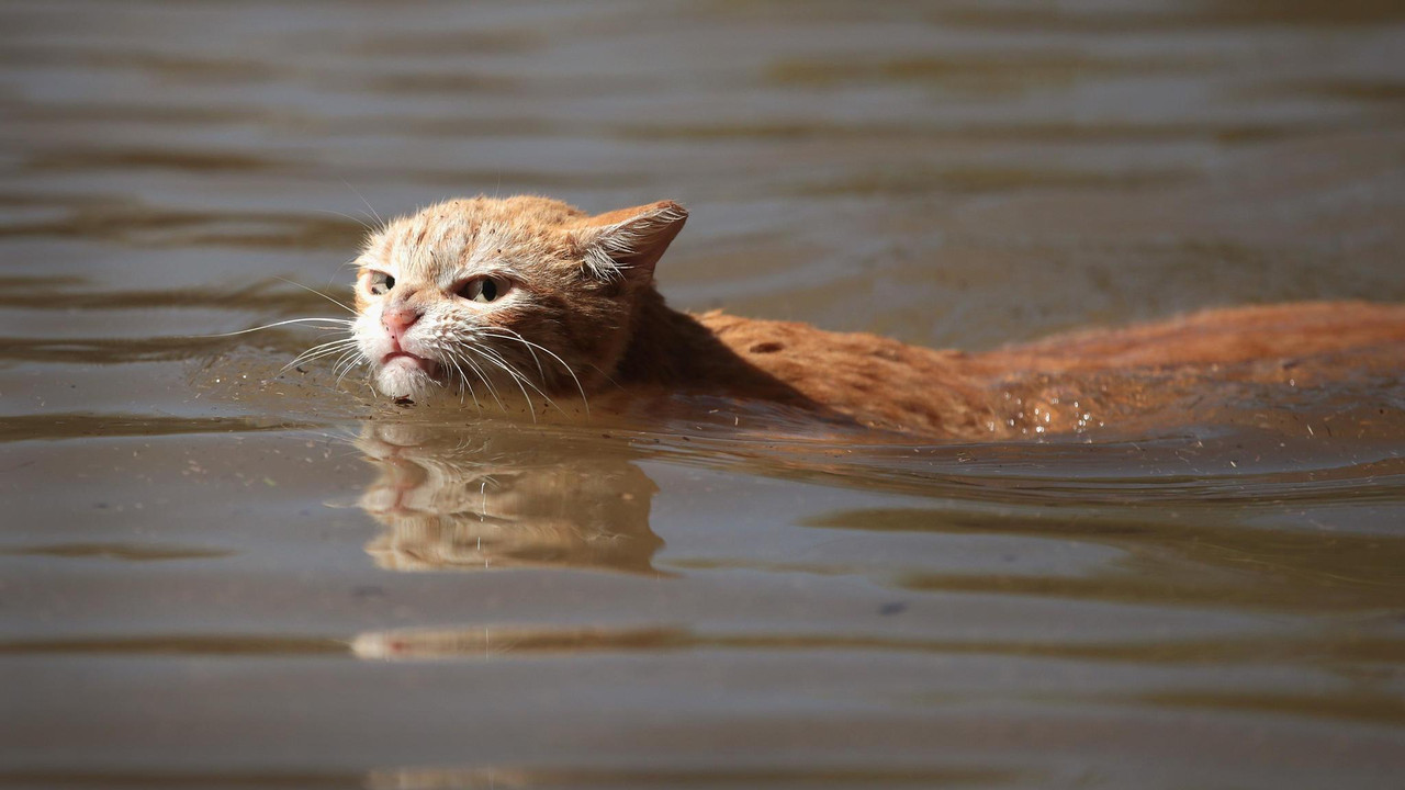 (JPEG Image, 2048?×?1152 pixels) - Scaled (55%)