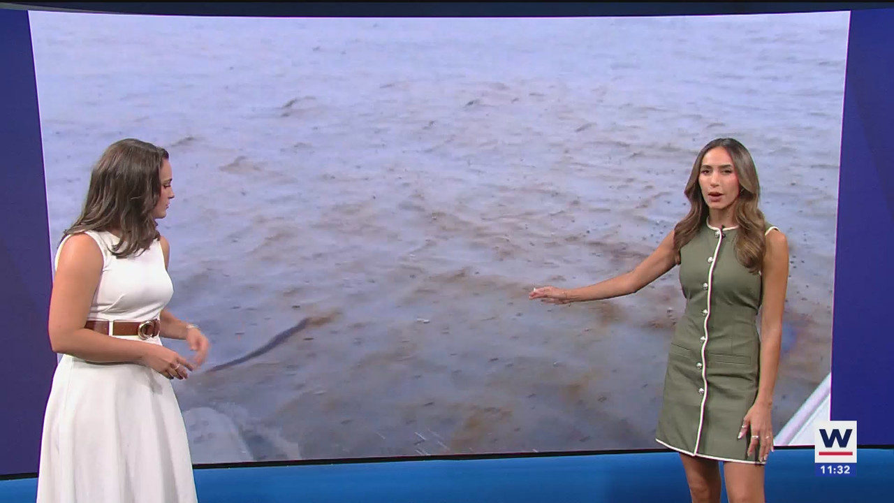 WINK NEWS at 1130am_20250824_16301700.ts_snapshot_03.42.516