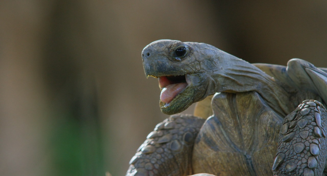 La.Madre.Degli.Elefanti.2019.ITA.ENG.1080p.ATVP.WEB-DLMux.DD5.1.