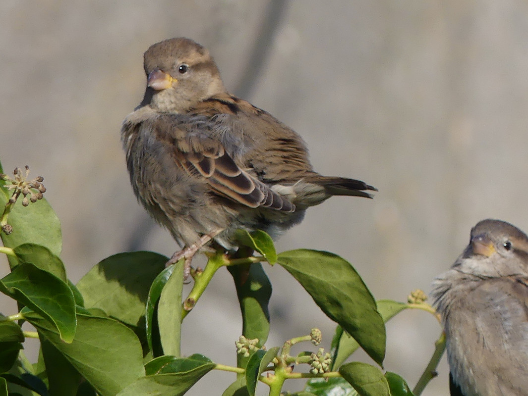 SPARROW 12