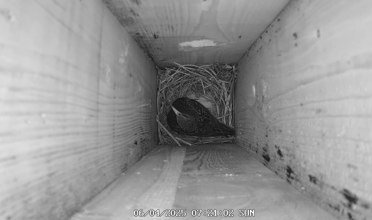 (8) Mājas strazds 2025 Tiešraide - YouTube - 660_19