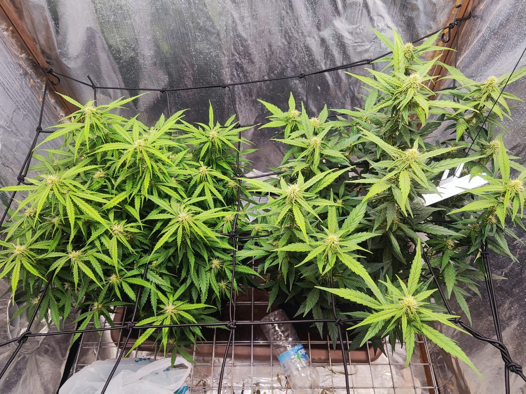 WhatsApp Image 2025-10-12 at 17.06.33_535a02c2