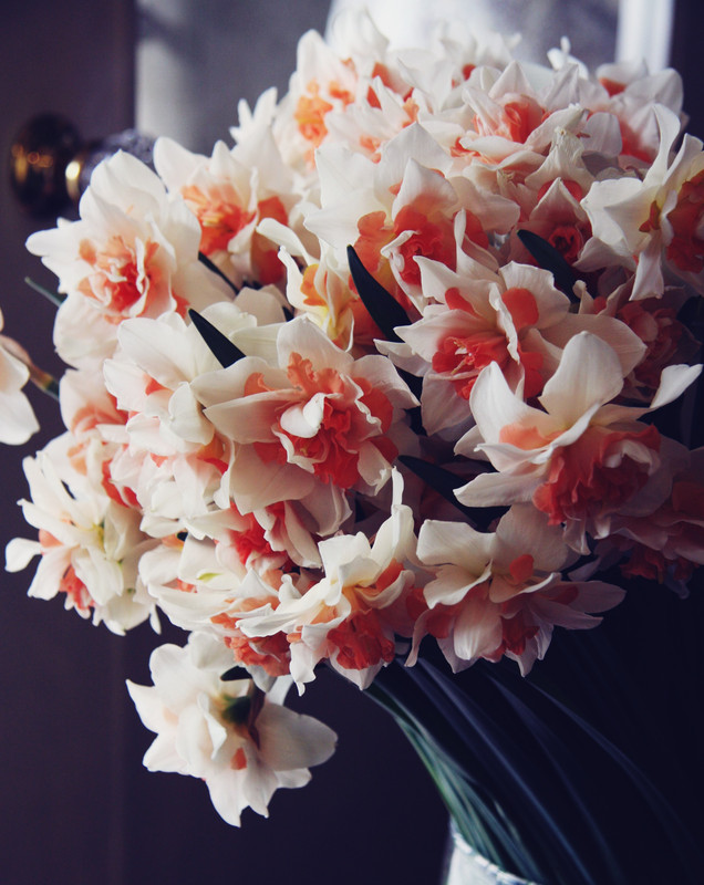 DAFFODILS