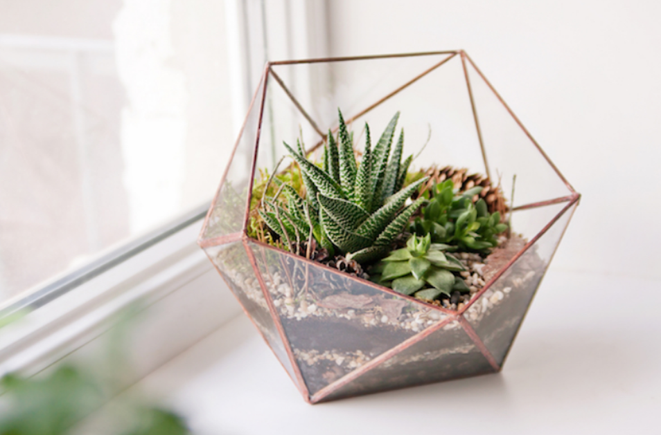 terrariums