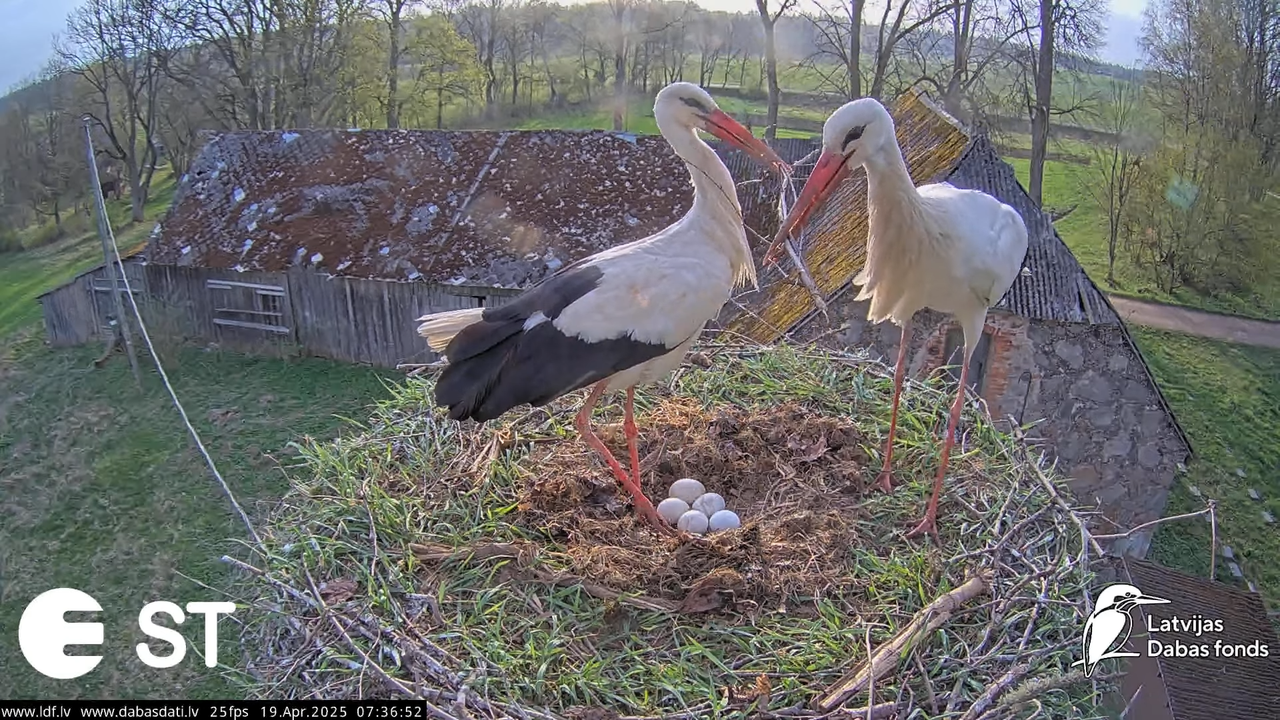 (34) Baltie stārķi (Ciconia ciconia) Tukuma novadā __ White storks in Tukums, Latvia - YouTube - 705