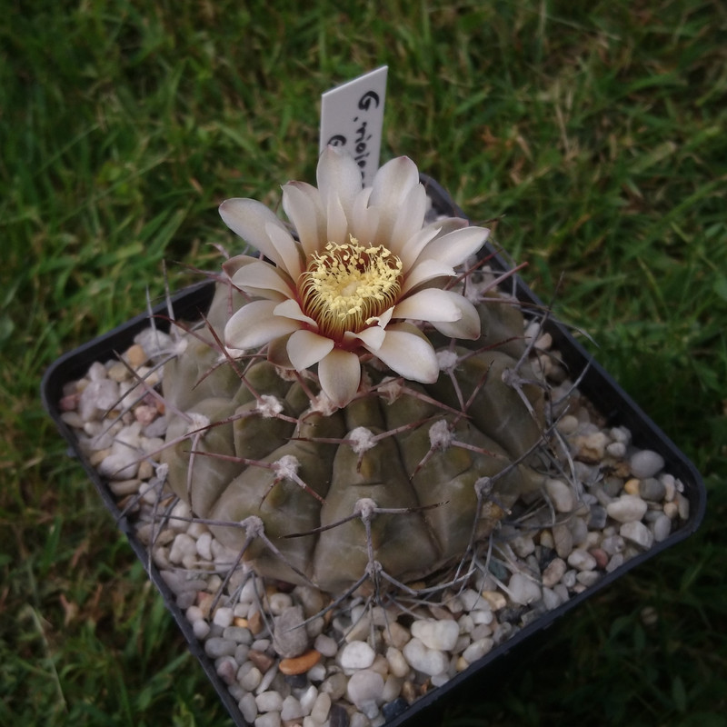 Gymnocalycium bodenbenderianum (riojense) v. vertongenii GN 89-184.532 nr 3