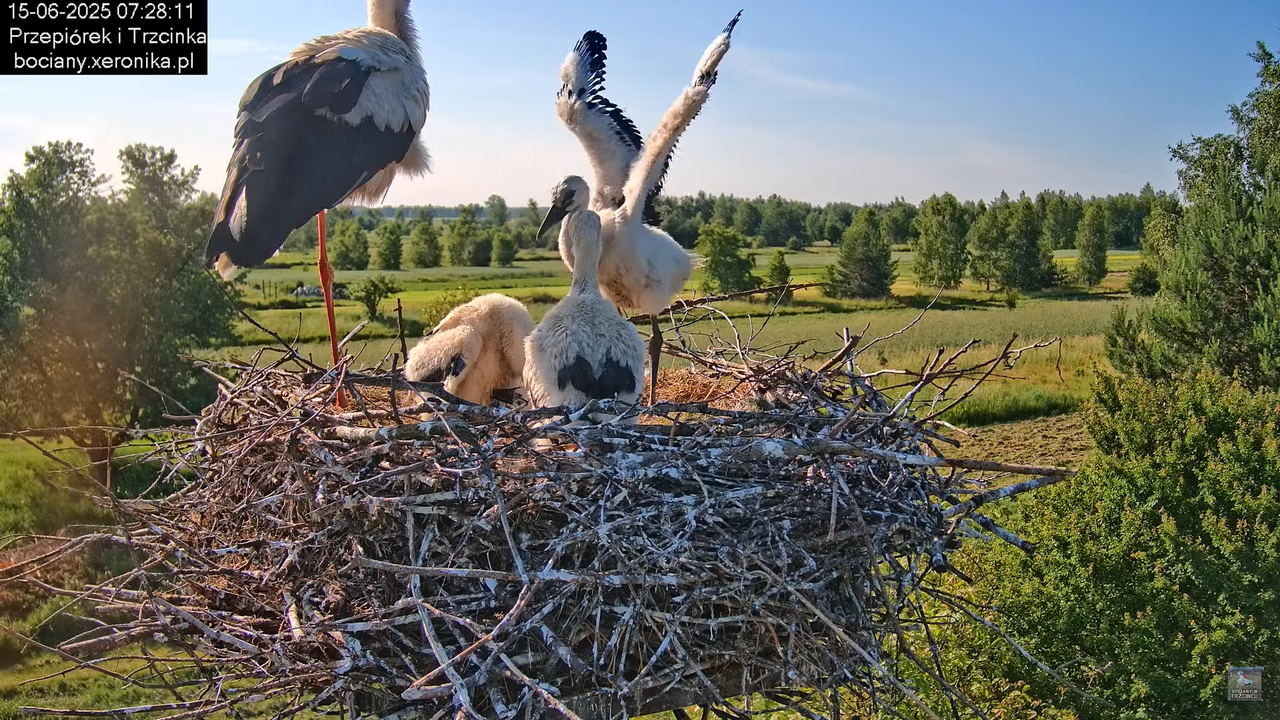 15062025bociany11