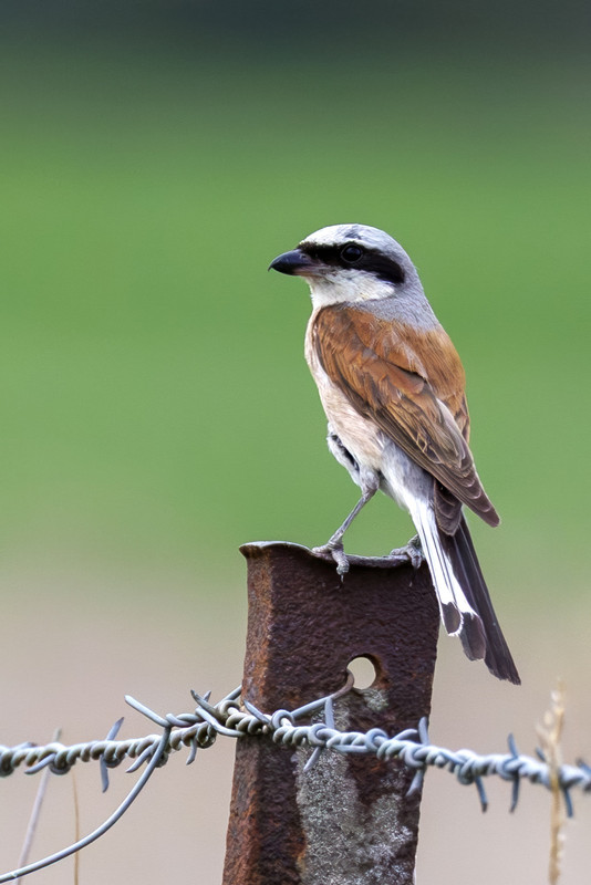 Male Pie Grièche écorcheur