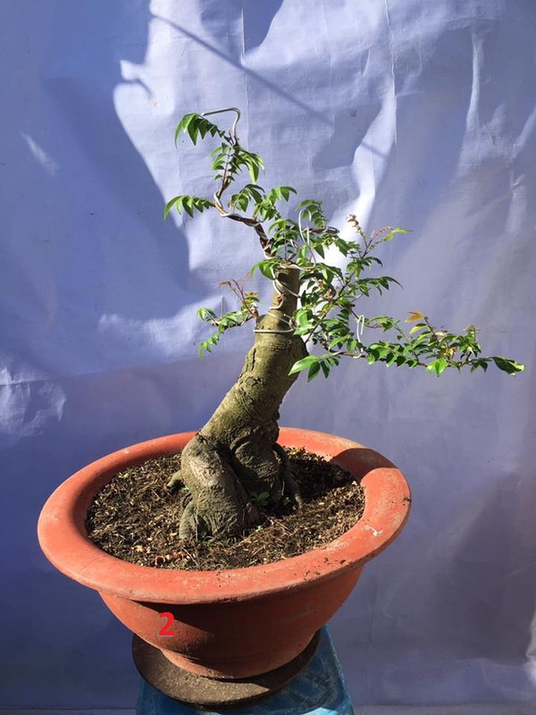 38404721_261922881303712_1604114278682460160_n