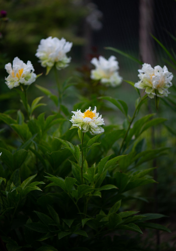 IMG-6d43e600d7da8673f2c6cf501a5cf0ad-V
