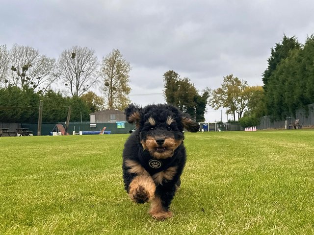 lenny-dog-park-first-time.jpg