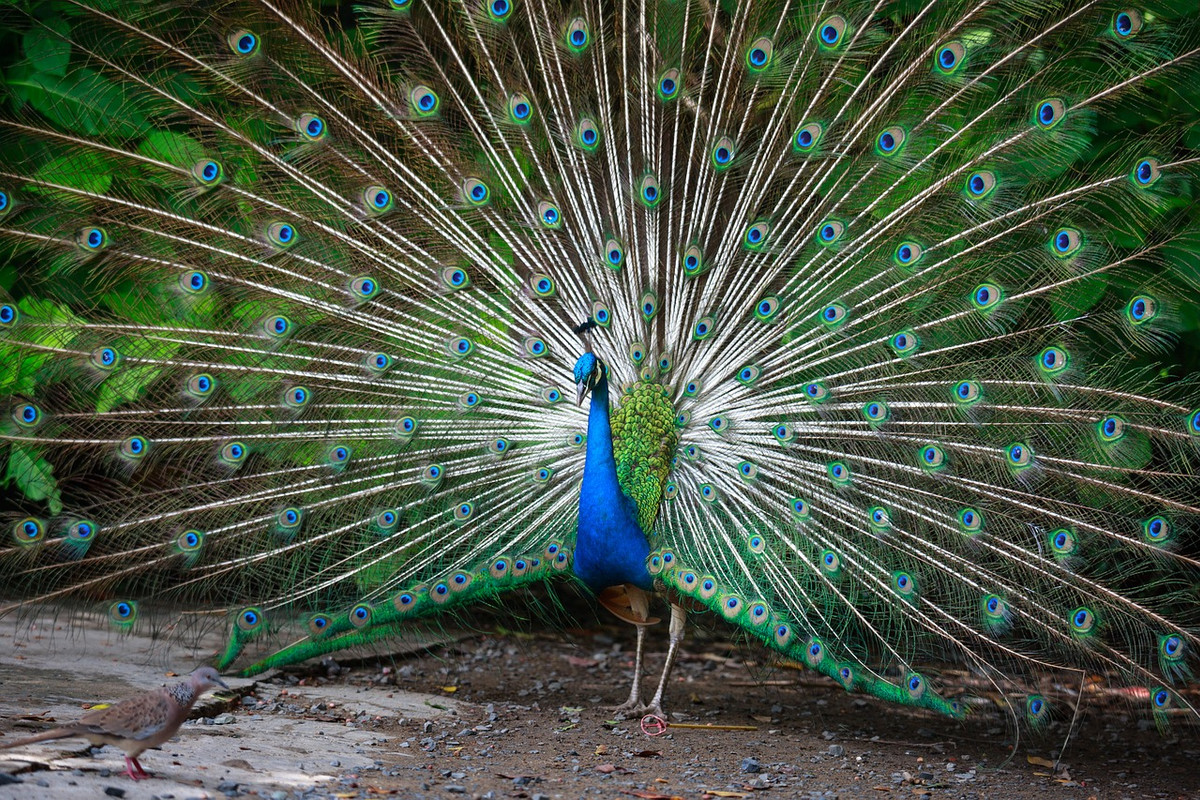 green-peacock-3023523-1280.jpg