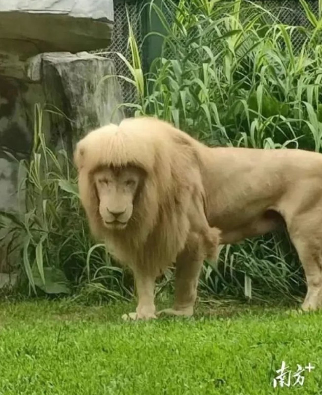 León es viral por su peculiar melena, algunos dicen que parece modelo
