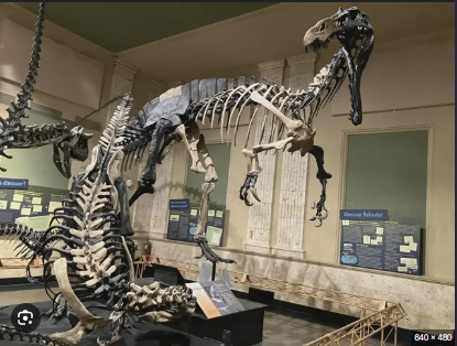 from the Dinosaur Discovery Museum in Kenosha Wisconsin! a Suchomimus over a knocked over Torvosaurus if they were to fight my bets are on torvosaurus, also there's a sneaky Carnotaurus in the backround