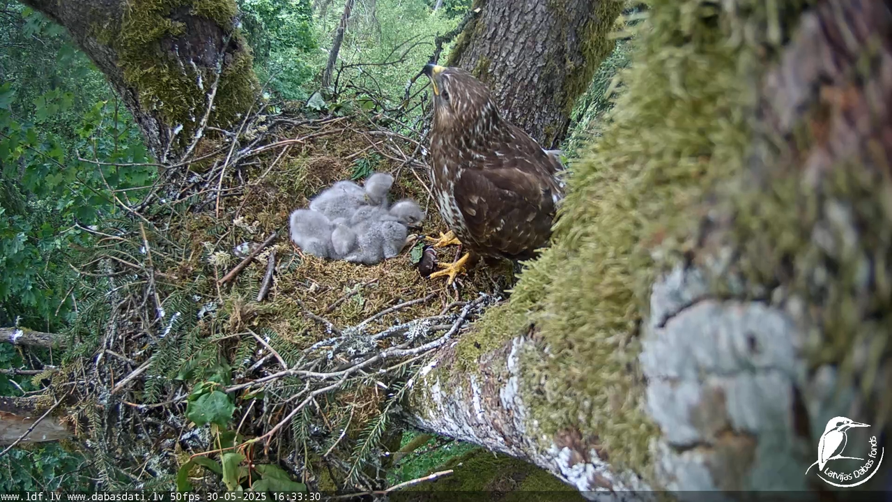 Melnās klijas (Milvus migrans) Kurzemē_ peļu klijāni (Buteo buteo) 12-30-5 screenshot
