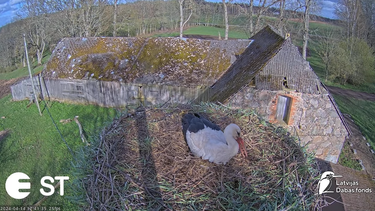Baltie stārķi (Ciconia ciconia) Tukuma novadā - LDF tiešraide __ White storks in Tukums, Latvia 12-3