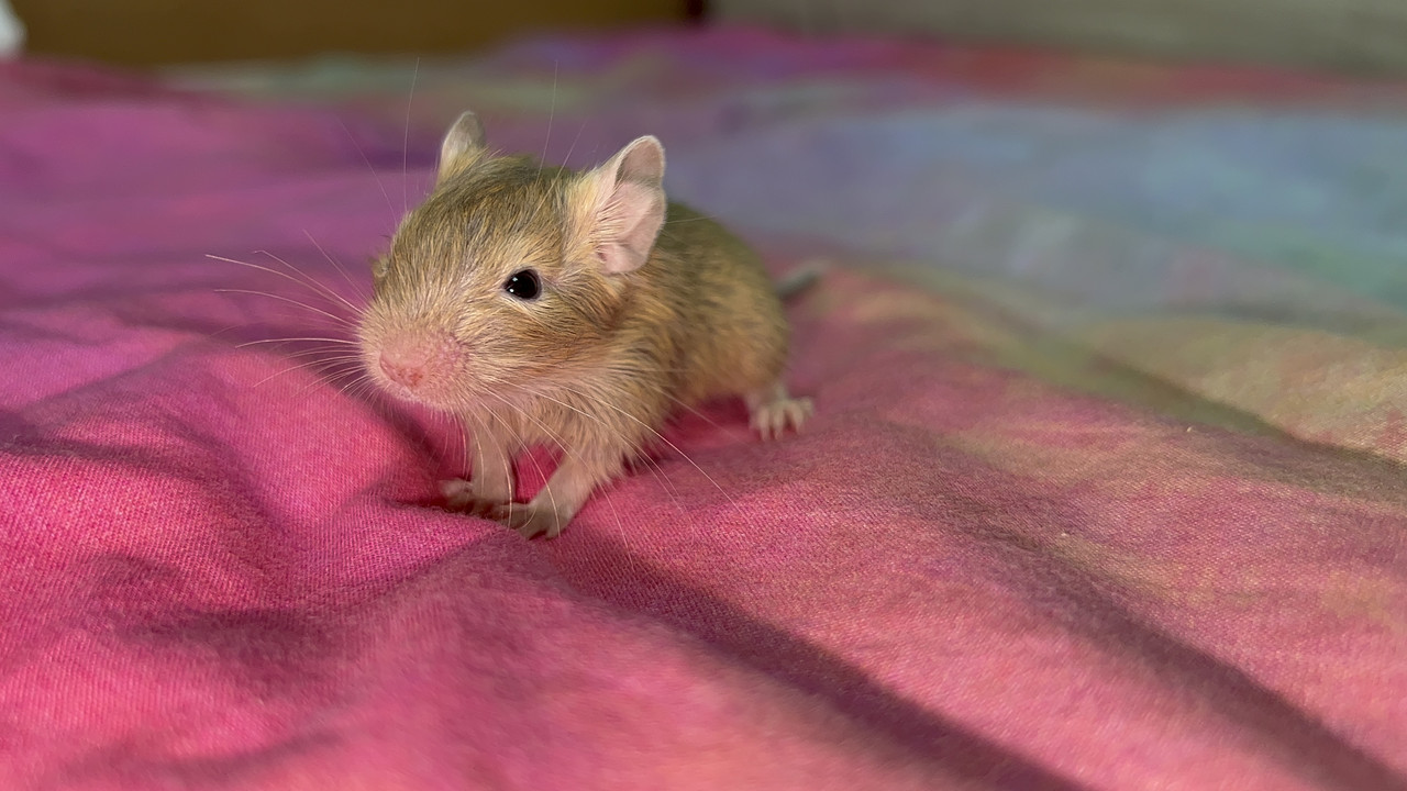 C27816E0-98CE-4F8C-BAA8-AF7A96DED244