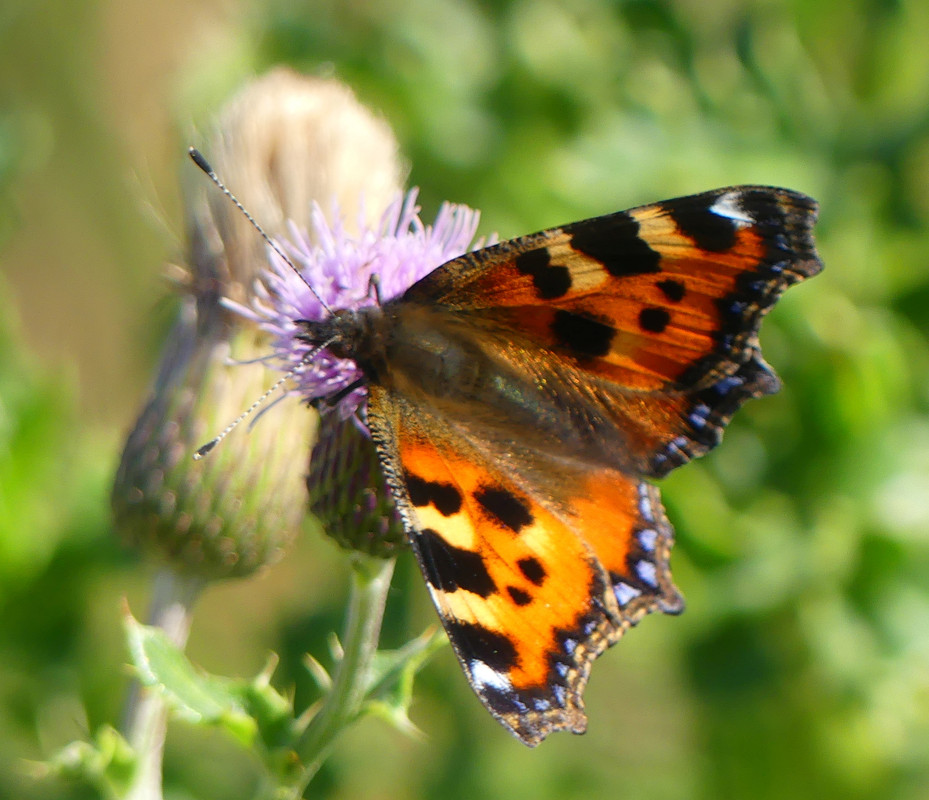 TORTOISESHELL 3 110824