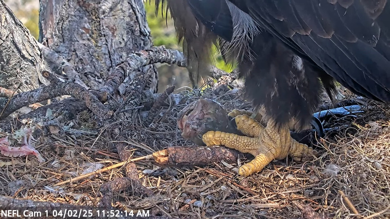 NEFL Cam 1 — tiešraidē Bald Eagle Cam 12-56-31 screenshot