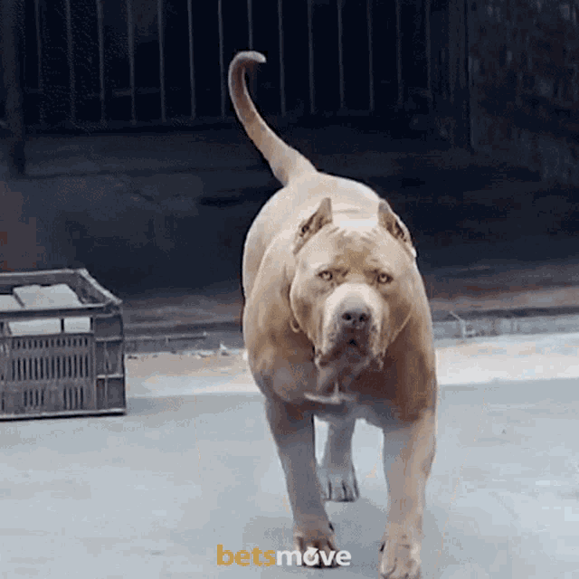 hayirdir-birader-hayirdir-bilader.gif