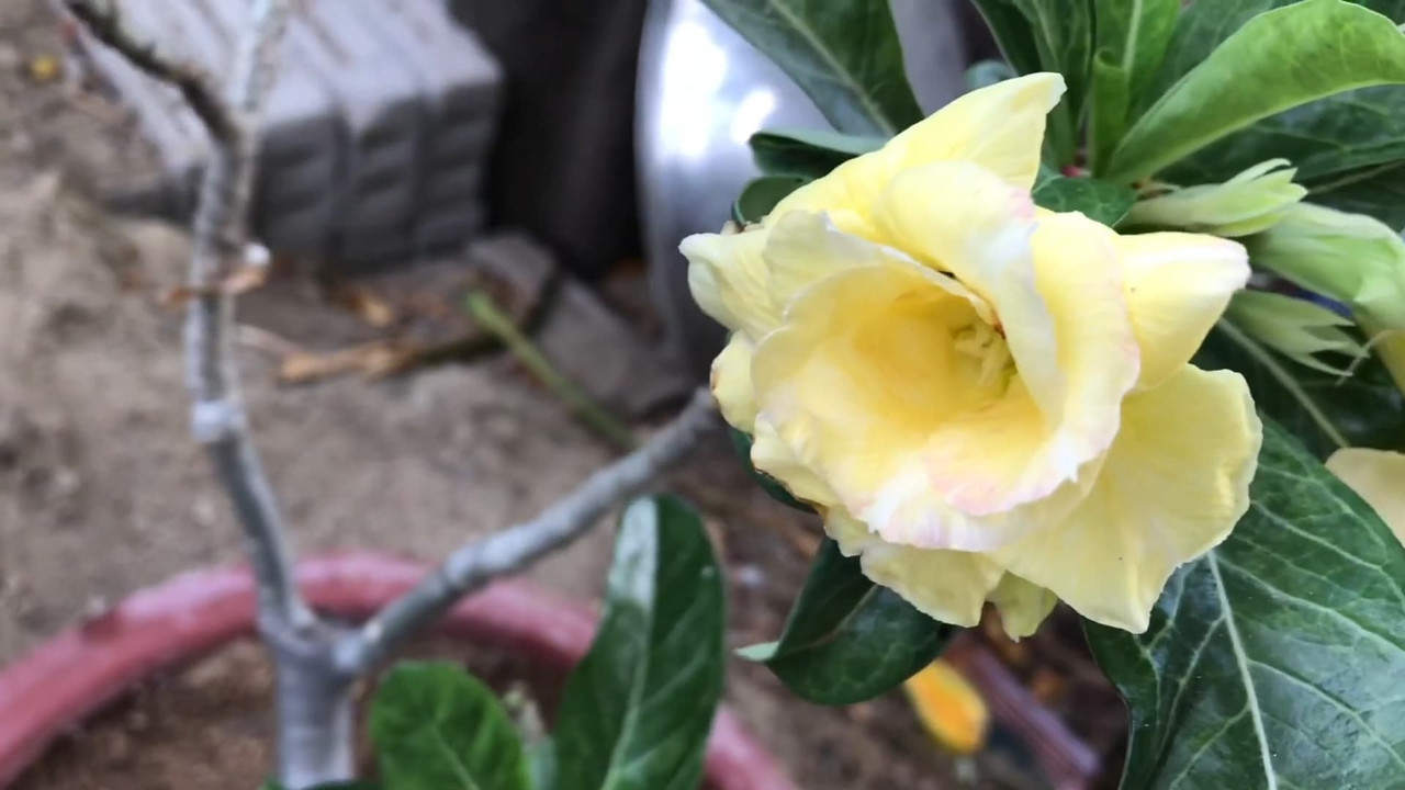 flower-on-adenium-graft.jpg