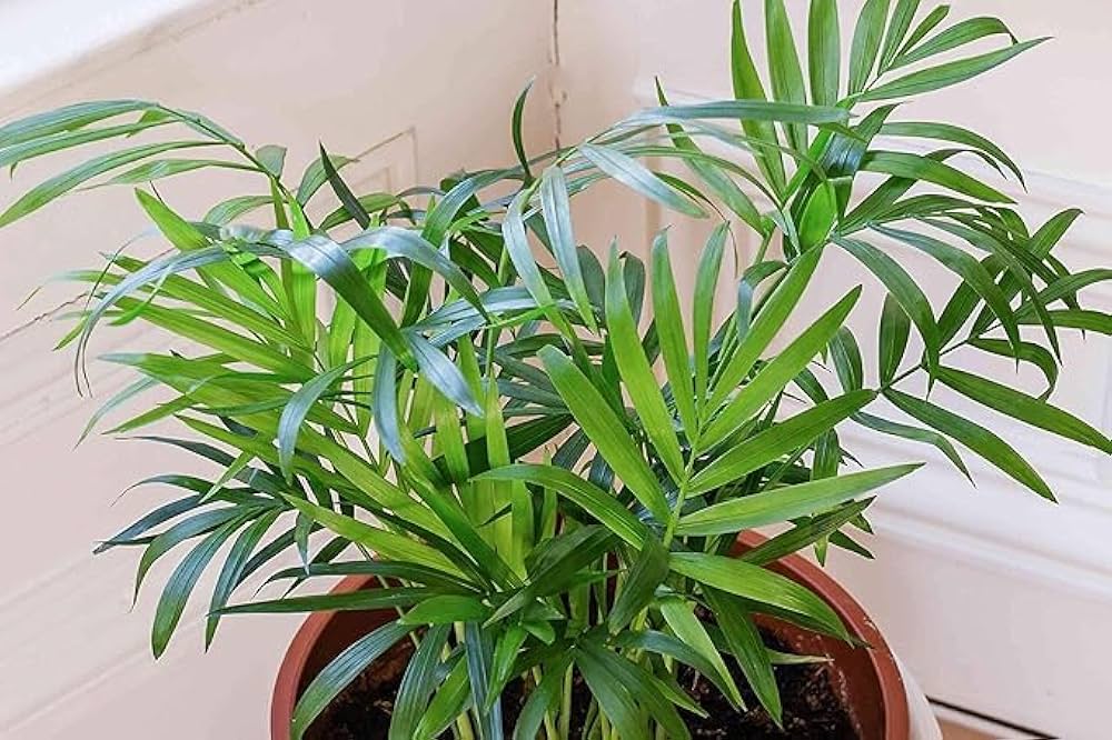 Parlor Palm