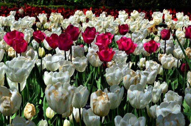 JARDIN BOTANICO-13-4-2013-MADRID - Paseando por España-1991/2017 (6)