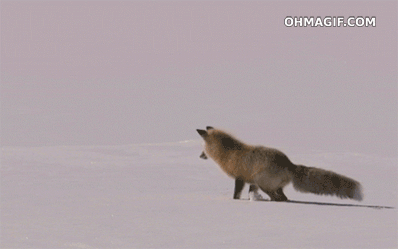 https://i.postimg.cc/FHTf82K3/fox-burying-itself-inside-ice.gif