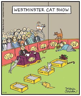 Cat Humor #8