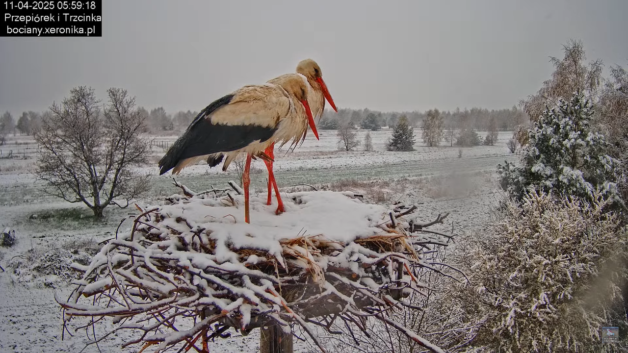 11042025bociany2