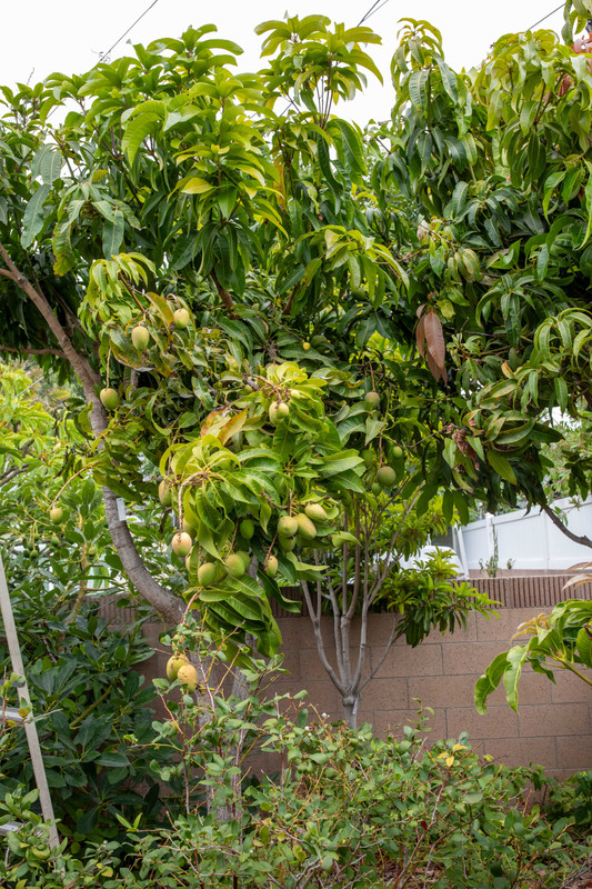 8U1A5152  Angie Mangoes Growing in Raised Bed in BY (8-12-2025)