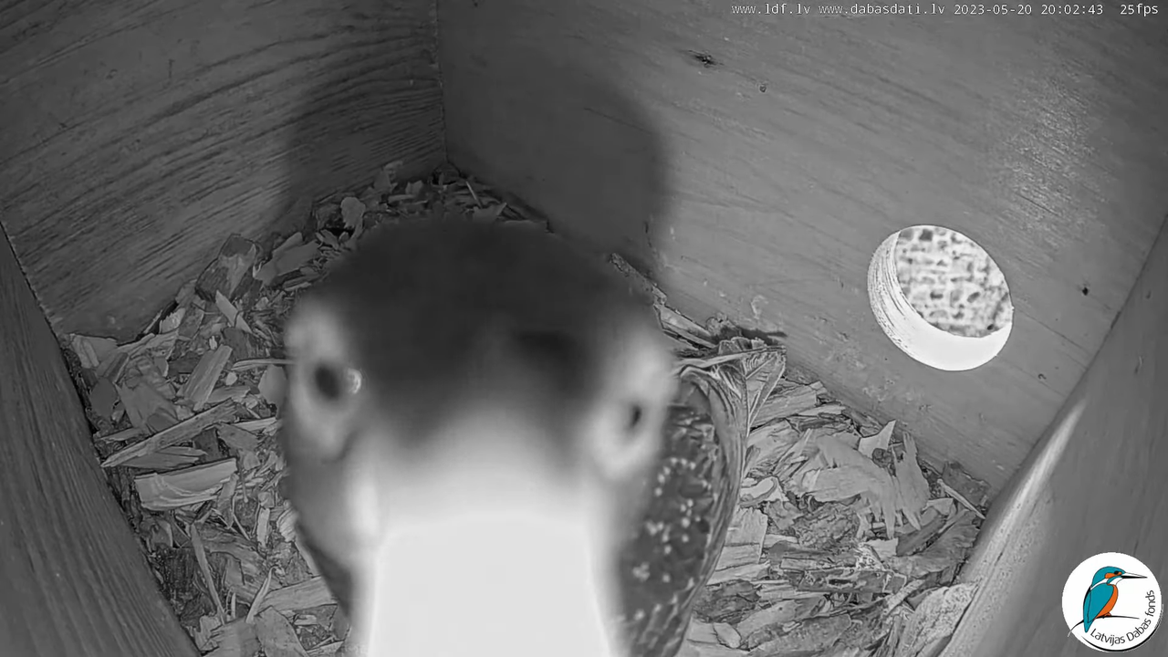 Svīre (Apus apus) Cēsu pils - LDF tiešraide _ Skreja 9-52-52 screenshot