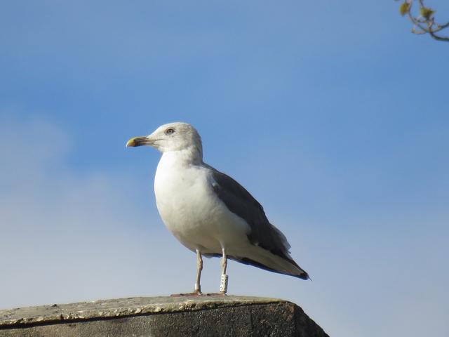 Gaivota Gaivota