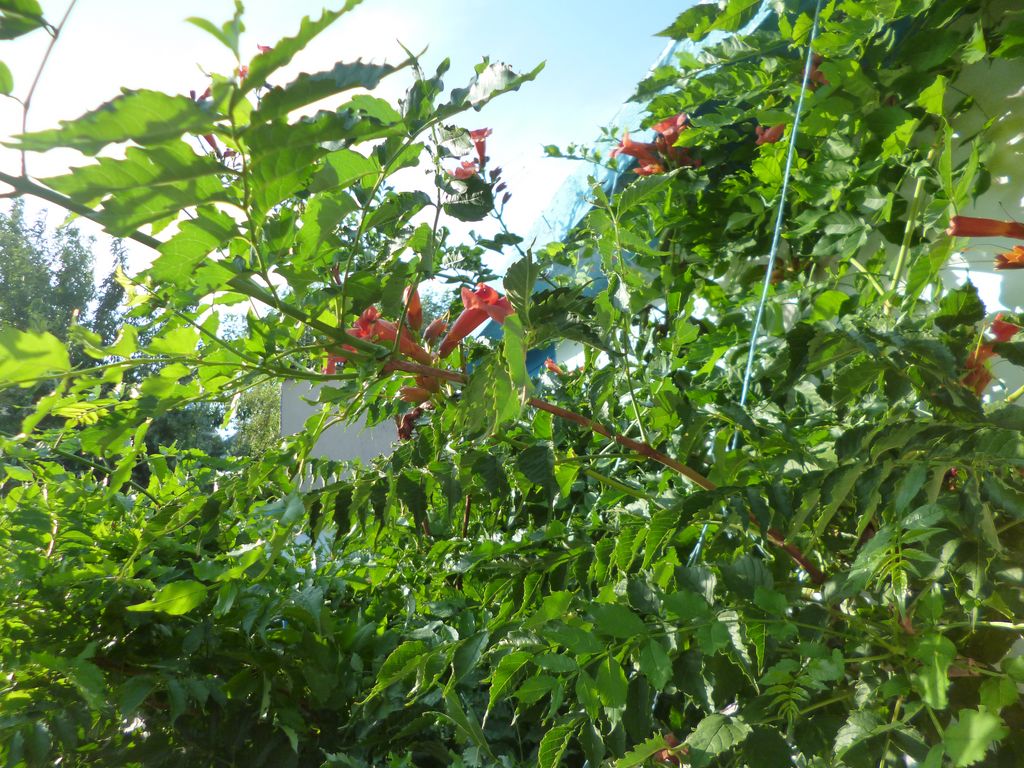 P1190332 [Разрешение рабочего стола]