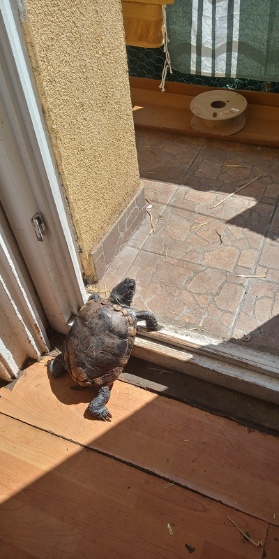 Kép