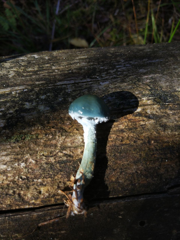 IMG_20231001_141849_407