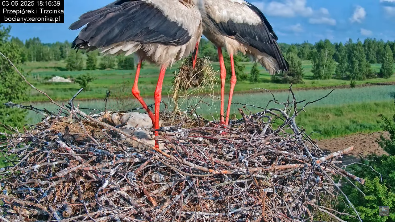 03062025bociany23
