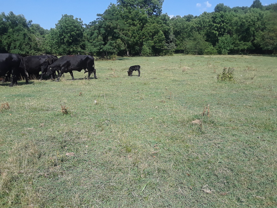 2018 calving season #147