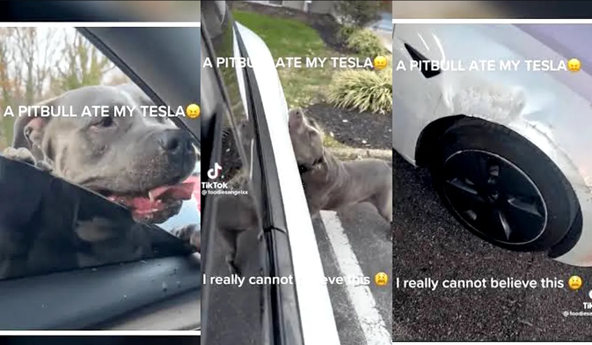 Pitbull acabó con un Tesla mientras mostraba su increíble fuerza