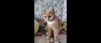 Кошка Сеня (Ксения) - сборка