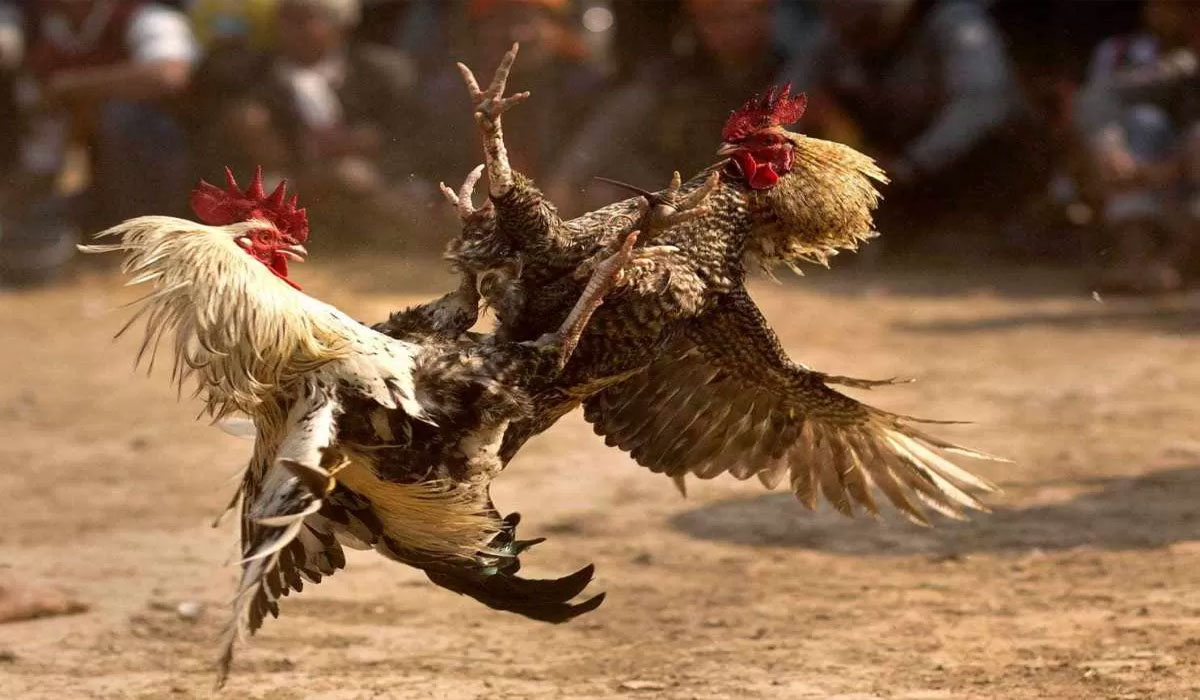 Polisi Gerebek Arena Sabung Ayam Di Belakang Pasar Johar, Semarang